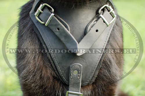 Leather harness with nickel fittings for German Shepherd's comfort and assurance
