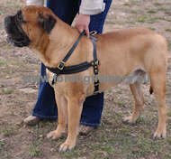 Bullmastiff Durable leather dog harness for tracking