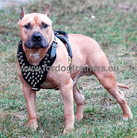 Harnais en cuir orn des lments dcoratifs en nickel pour
Amstaff