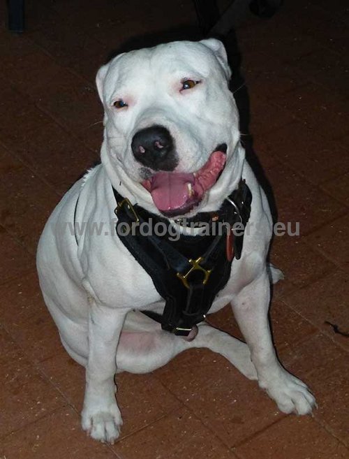 Harnais prafait pour Amstaff