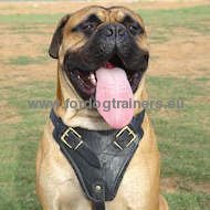 Leather dog harness with nickel furniture
for large dog