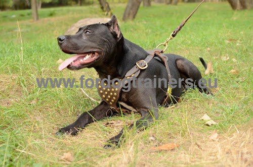 Elegantes Brustgeschirr mit Metall Dekor fr Pitbull