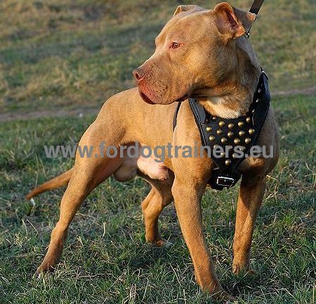 Harnais lgant en cuir avec dcorations en laiton pour
Amstaff