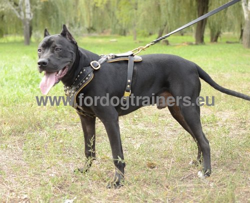 Classy comfortable leather harness for Pitbull