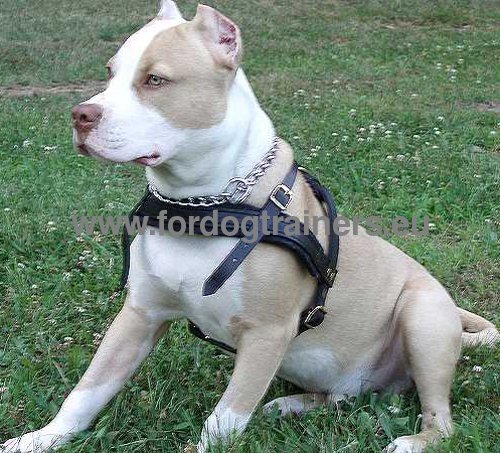 Dog harness for numerous activities with Pitbull