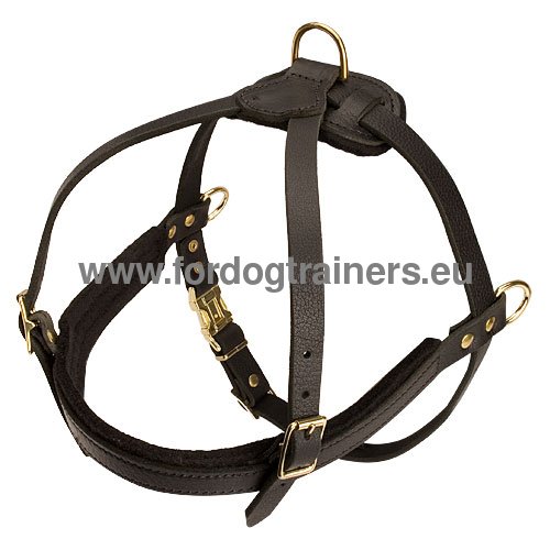 Leather harness for Bullmastiff with padded chest plate