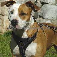 Pettorina in pelle naturale per Amstaff [H3###1057 Pettorina in pelle naturale per Amstaff]