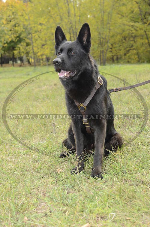 Sport harness for German Shepherd