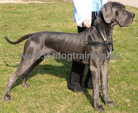 Walking leather harness for Great Dane