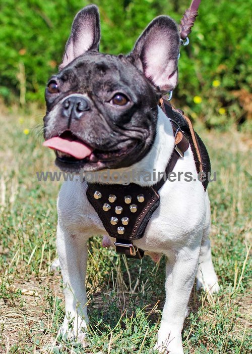 Luxurious Dog Harness