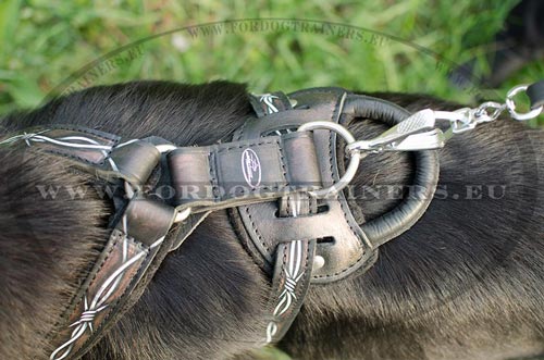 Leather dog harness with nickel furniture