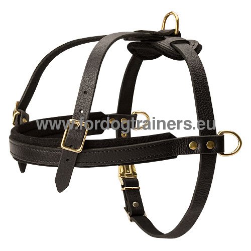 Leather harness for
regular dog training with Bullmastiff