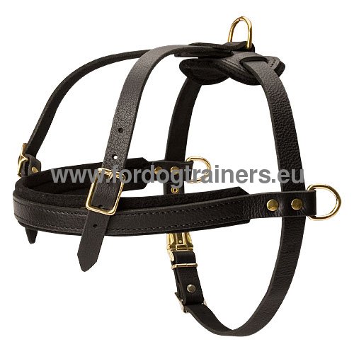 Leather harness for regular dog training with Bullmastiff