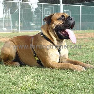 Functional leather dog harness for Mastiff