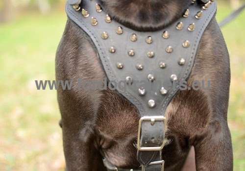 Pitbull Hundegeschirr aus Leder mit Stahl Beschlgen