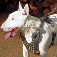 Spiked leather dog harnesses for Bull Terrier