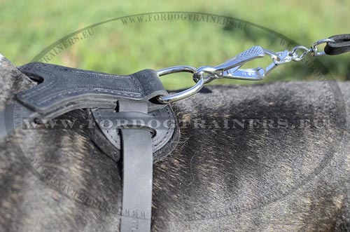 Harnais en cuir pour Bull Terrier Simple d'Utilisation
