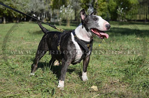 Harnais pour Bull Terrier
Qualité Irréprochable