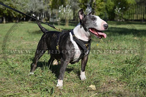 Harnais pour Bull Terrier
Qualit Irrprochable