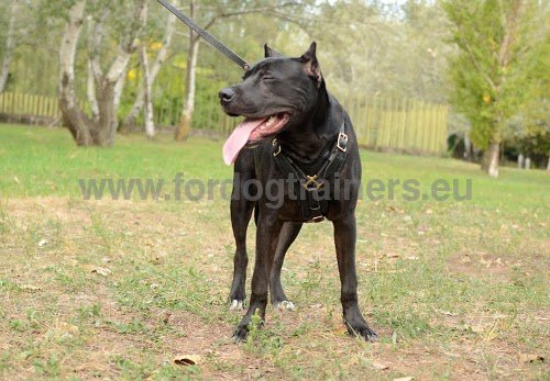 Harnais chien d'agitation pour Pitbull