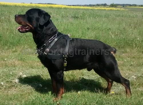 Harnais en cuir avec attache rapide pour Rottweiler