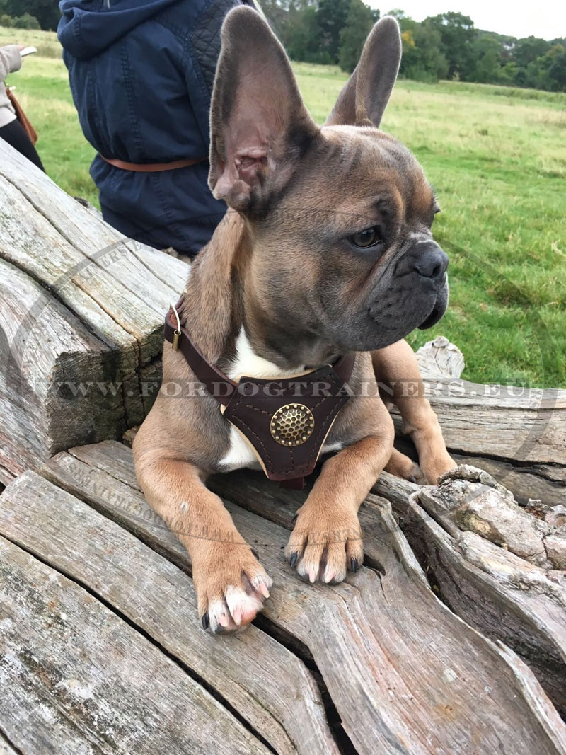 Harnais en cuir rembourr pour Bouledogue franais