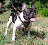 Lederen harnas voor wandelen met puppies en kleine hondenrassen