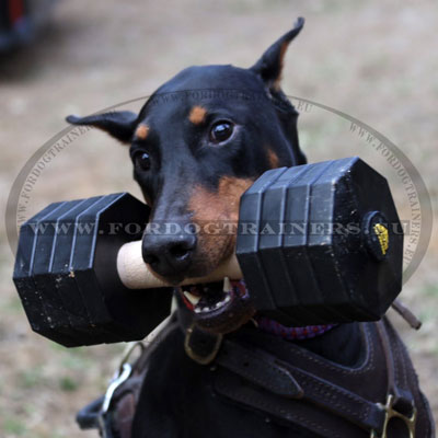 Haltre apportable pour chien en bois et plastique