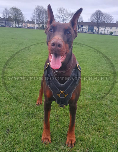 Harnais chien d'utilit pour Doberman adulte en cuir