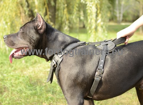 Harness for Pitbull with four ways of adjustment