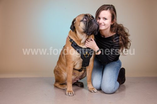 Harnais d'entranement en cuir
                pour Bullmastiff