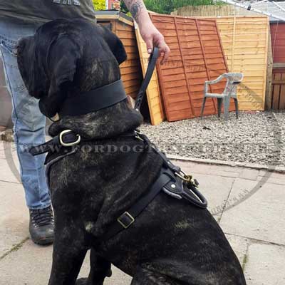 Harnais en y pour grand chien et collier en cuir