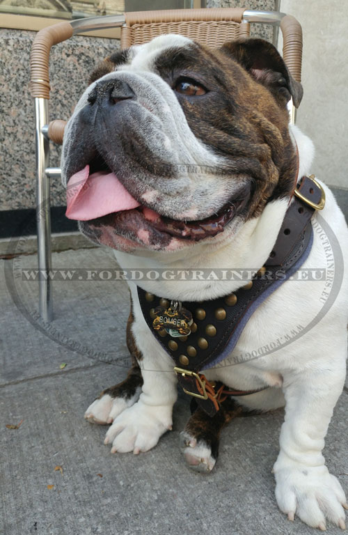 Harnais ajustable pour chien moyen bulldog