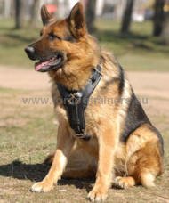 German Shepherd Luxury Handcrafted Padded Leather Harness [H10##1057 Pettorina in vero cuoio per il lavoro con Pastore tedesco]