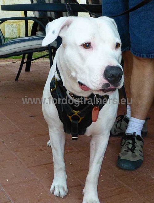 Harnais lgant en cuir pour Amstaff