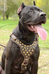 Studded Dog Leather Harness for Pitbull ➽