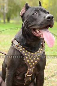 Leather harness with round studs for Pitbull