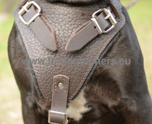 Leather harness for effective Pitbull training