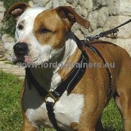 Luxus Hundegeschirr aus Leder fuer Amstaff