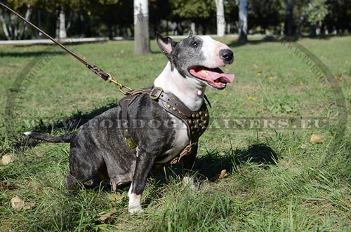 Pettorina con borchie in ottone per Bull Terrier