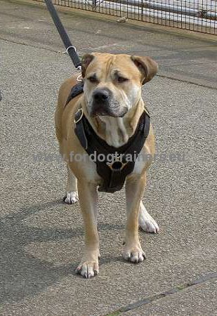 Highly resistant leather harness for pitbull