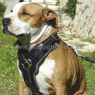 Reliable Leather Harness for Amstaff