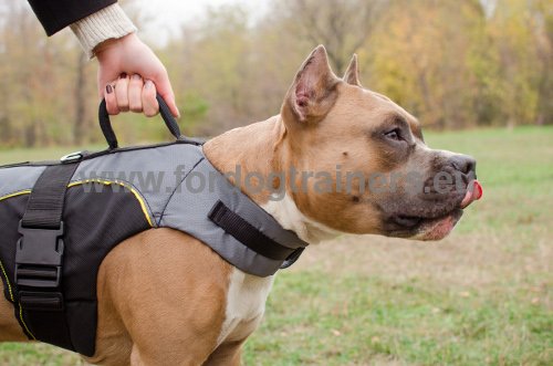 Harnais en nylon solide pour Amstaff