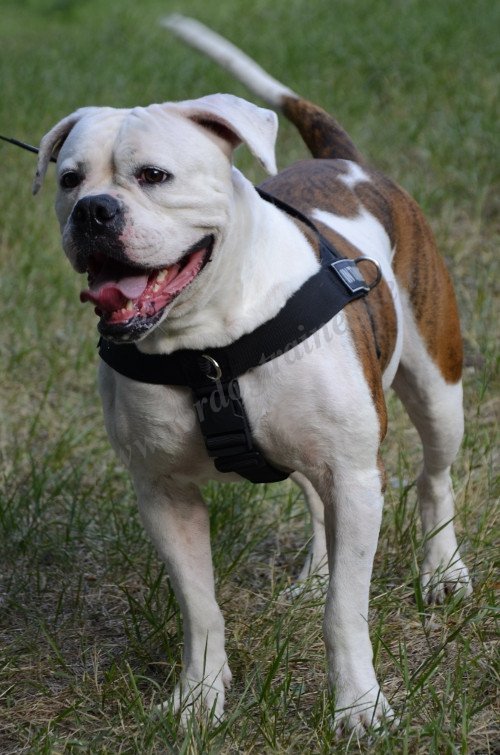 Harnais de marche pour Bouledogue amricain