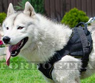 Harnais super rglable pour Husky