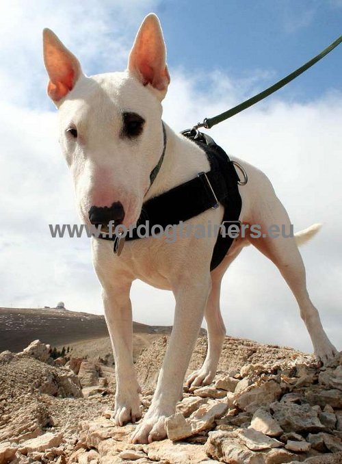 Harnais pour Bull Terrier Toutes les
Activits