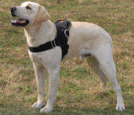 Labrador de nylon de usos mltiples arns del perro H6