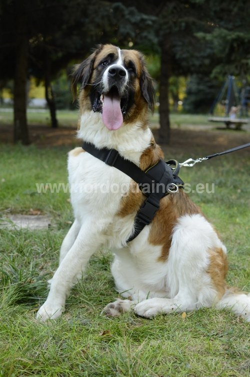 Harnais de formation pour Chien de
            garde de Moscou