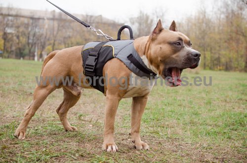 Harnais en nylon de qualit pour Amstaff