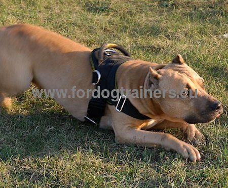 Harnais en nylon avec les sangles larges pour Amstaff